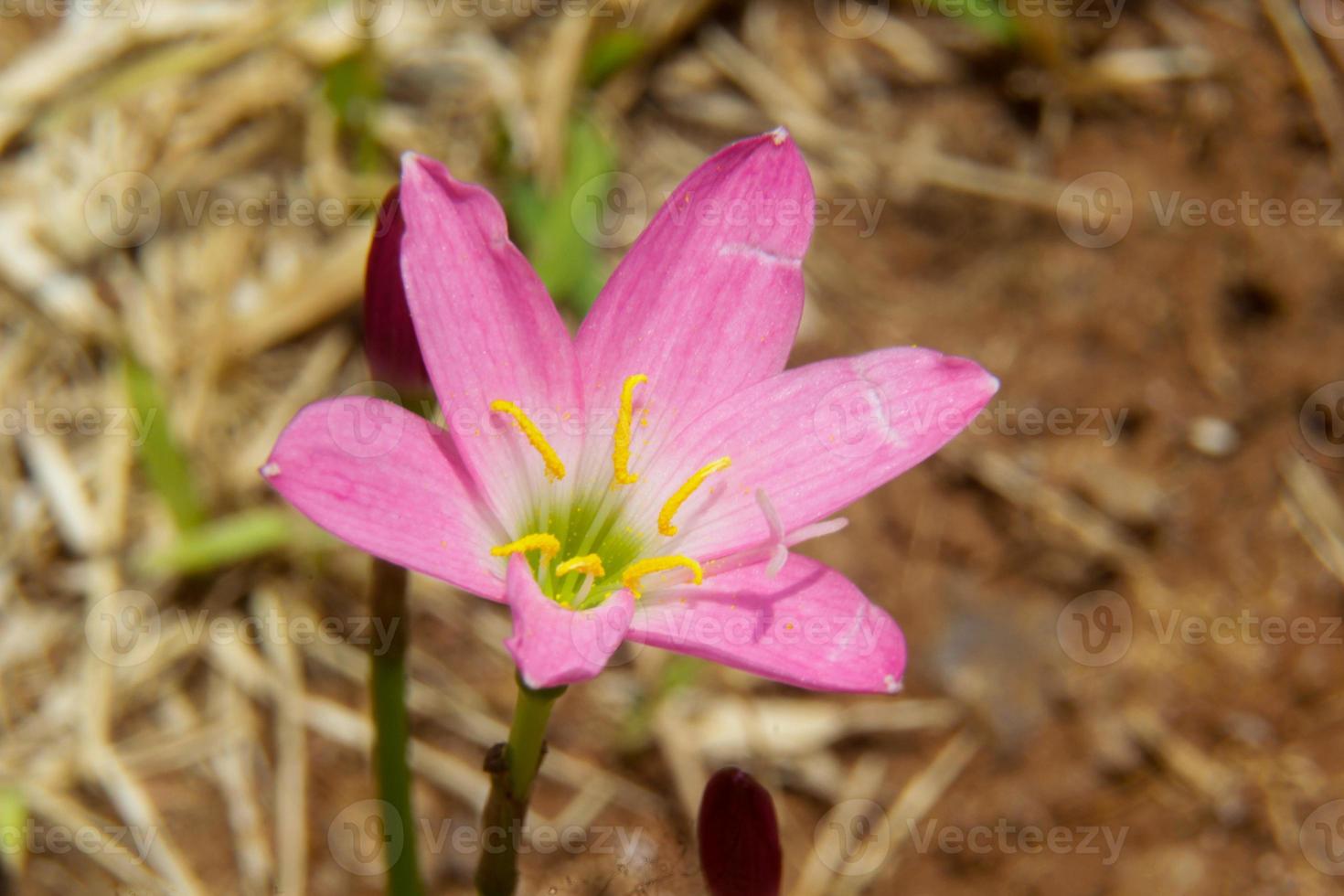 Two pink lilies isolated on a white background. Zephyranthes carinata photo