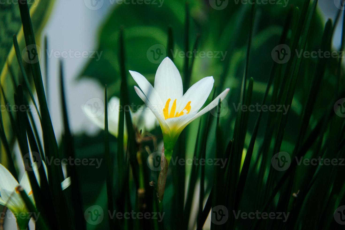 Zephyranthes candida, with common names that includes autumn Zephyr lily, white wildflower and Peruvian swamp lily, is a species of rain lily. Amaryllidaceae. White fairy lily photo