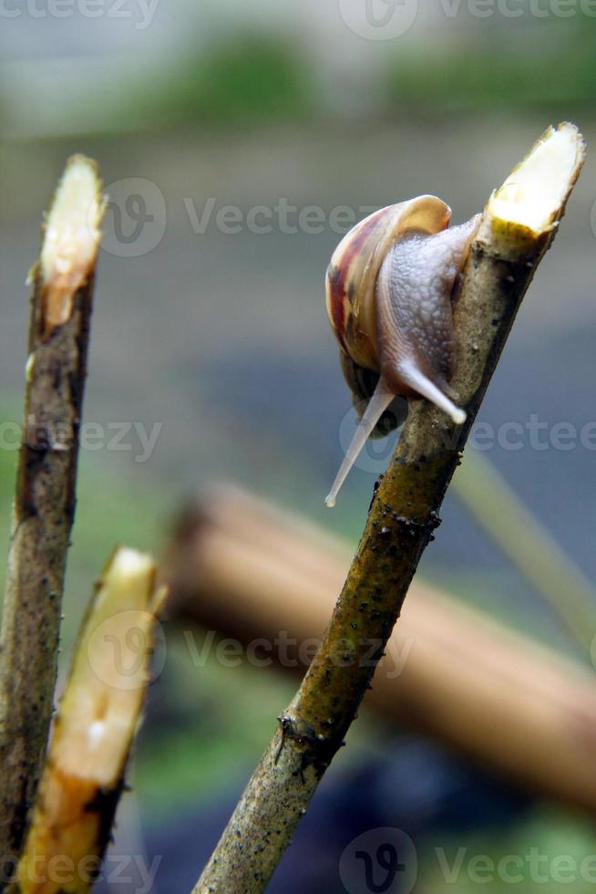 snails move on tree branches photo