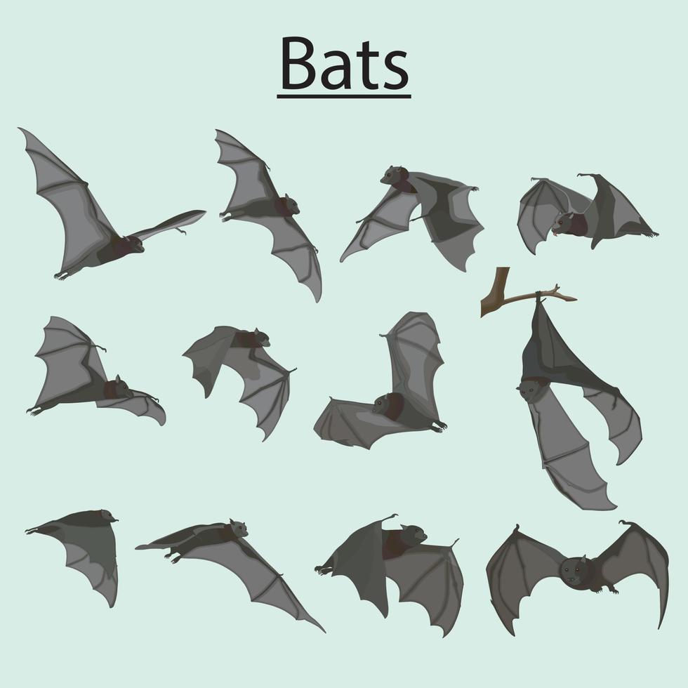 types of bats for printing vector