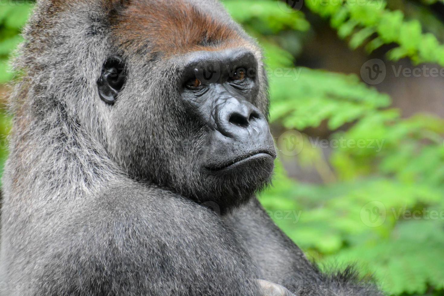 Primates at the zoo photo