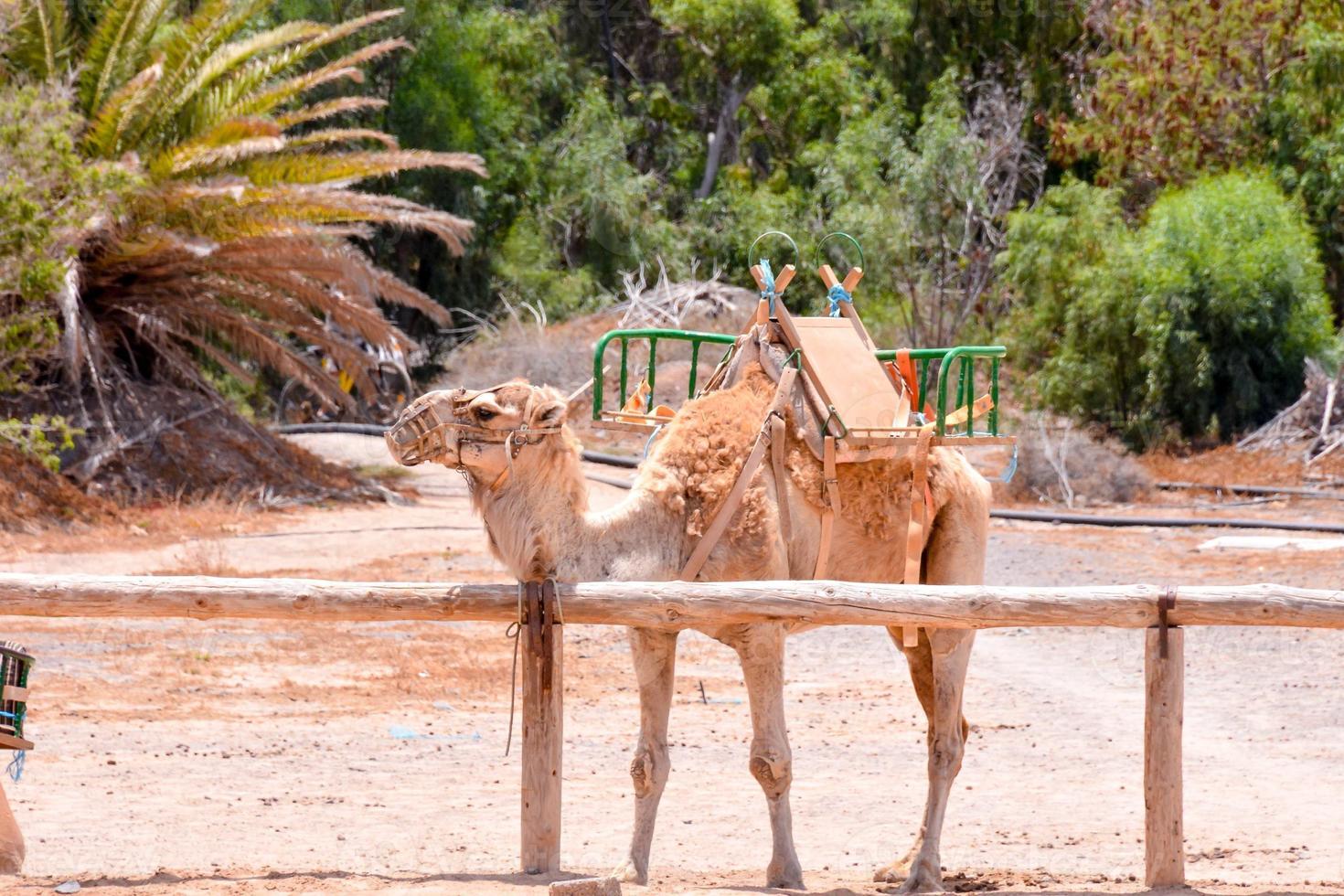 Group of camels photo