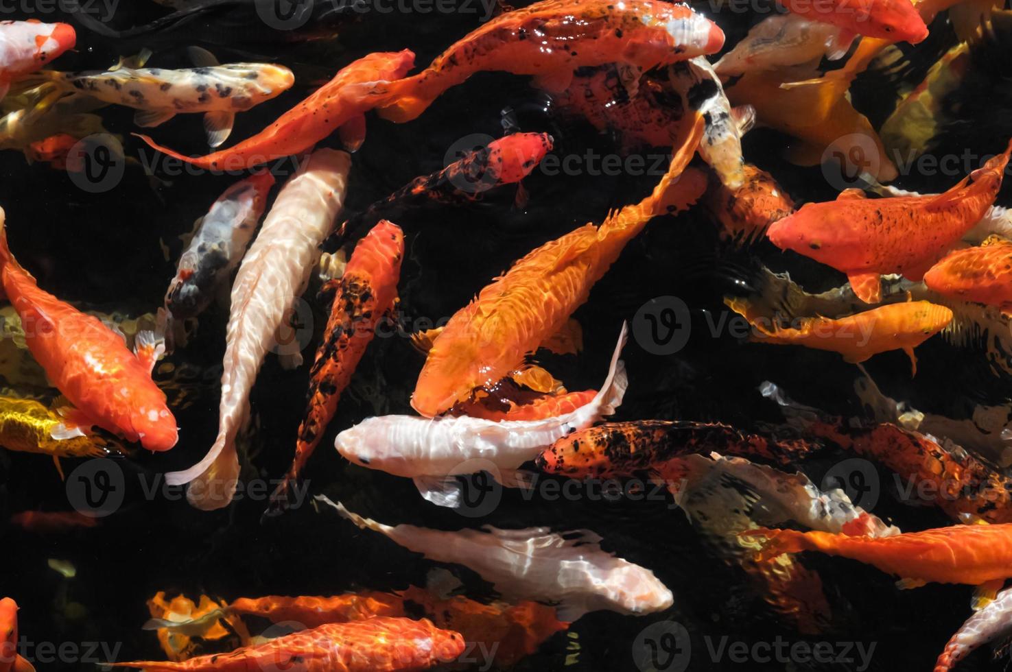 Pond of koi fish photo