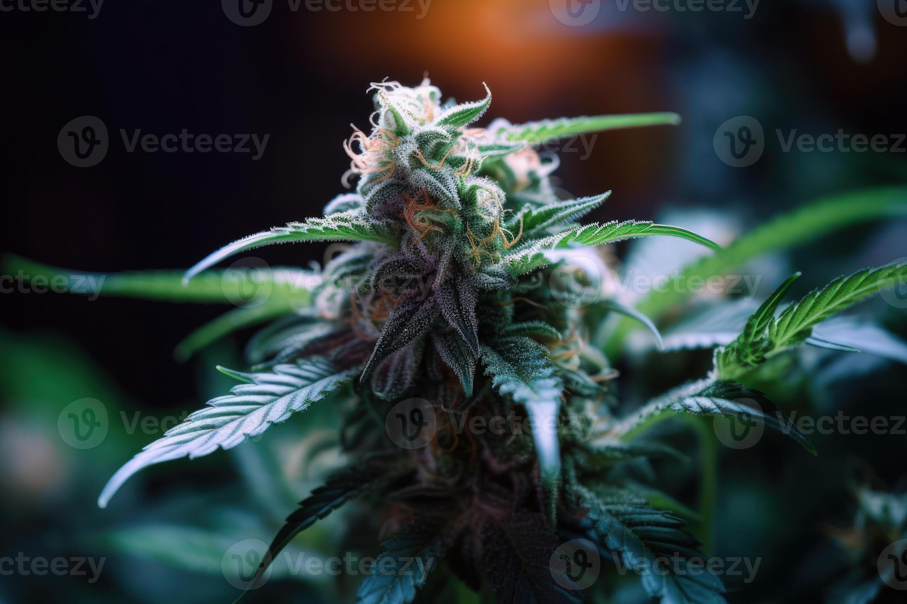 Indica Flower Onlyfans: A Bold New Venture - kx9493d
