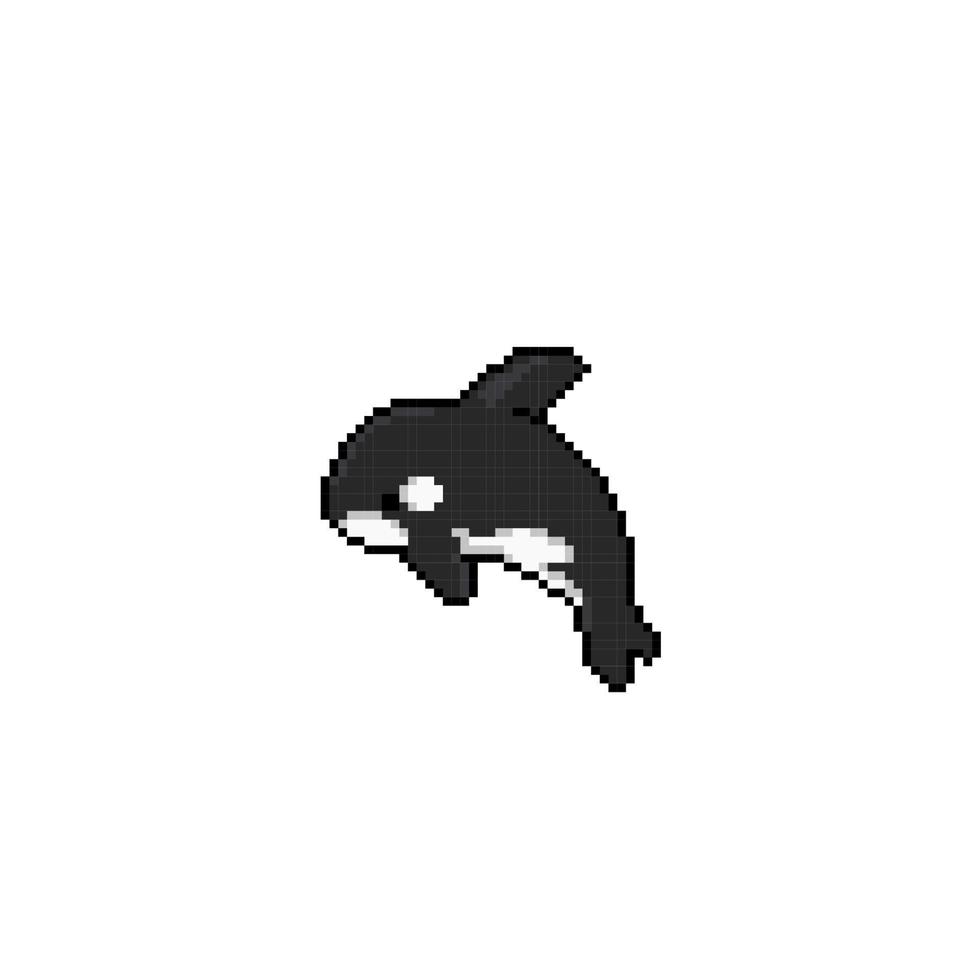 an orca in pixel art style vector