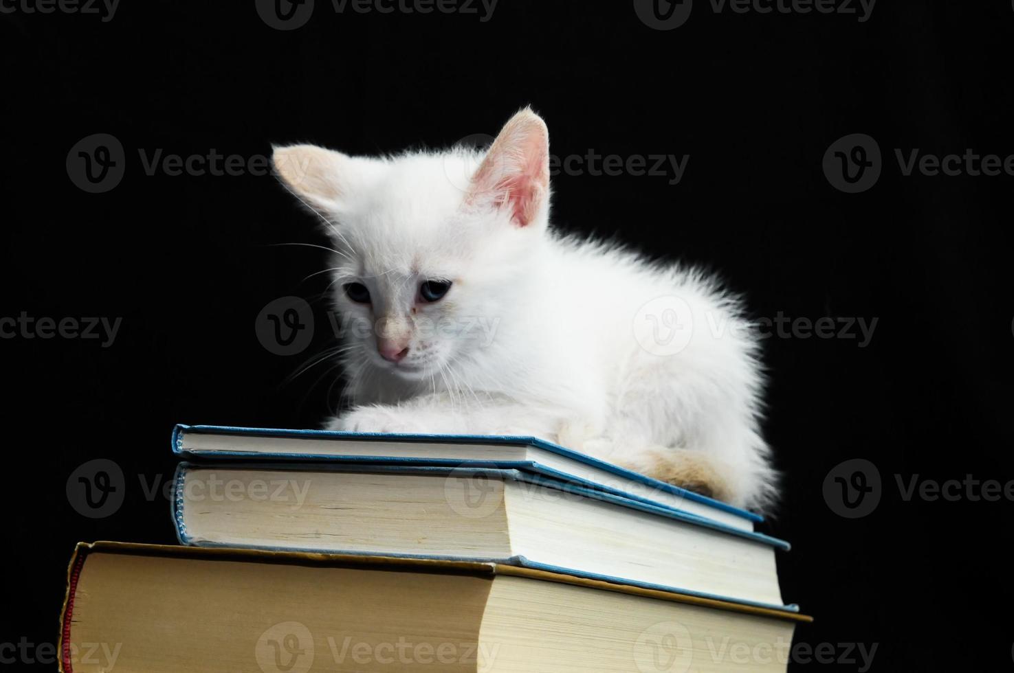 gatito en libros foto