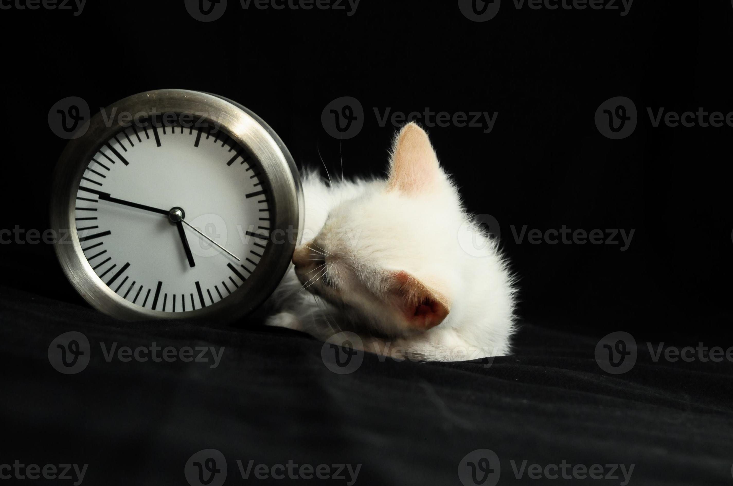 Kitten and clock 22475624 Stock Photo at Vecteezy