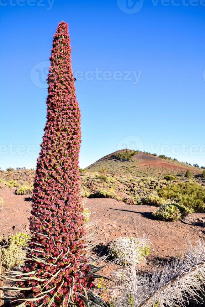 A tall plant photo