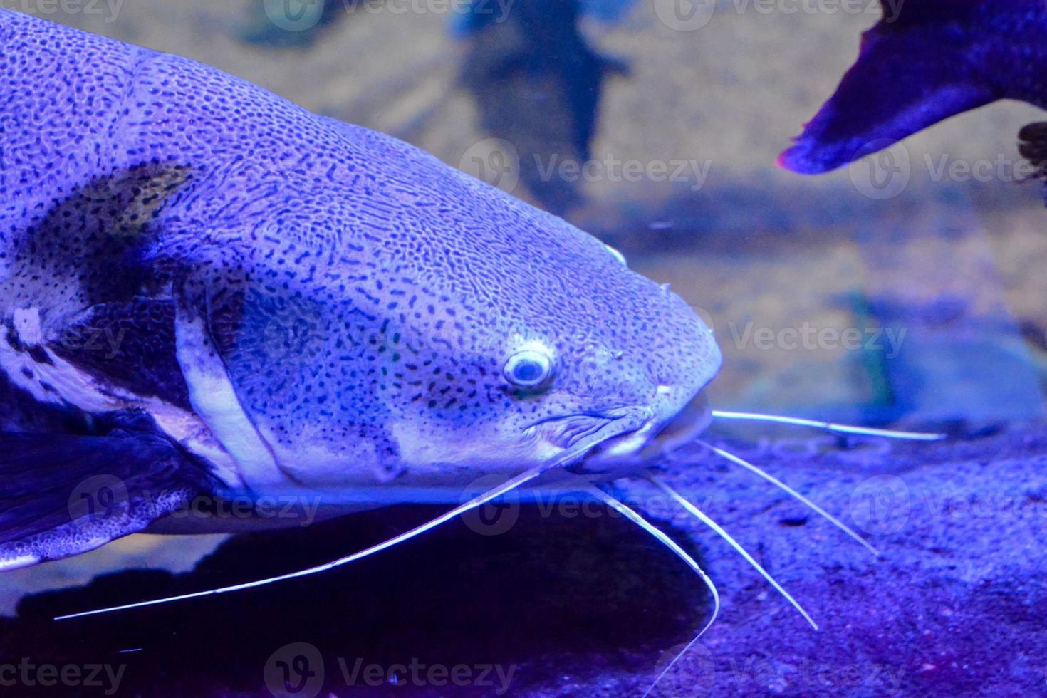 A beautiful underwater view photo