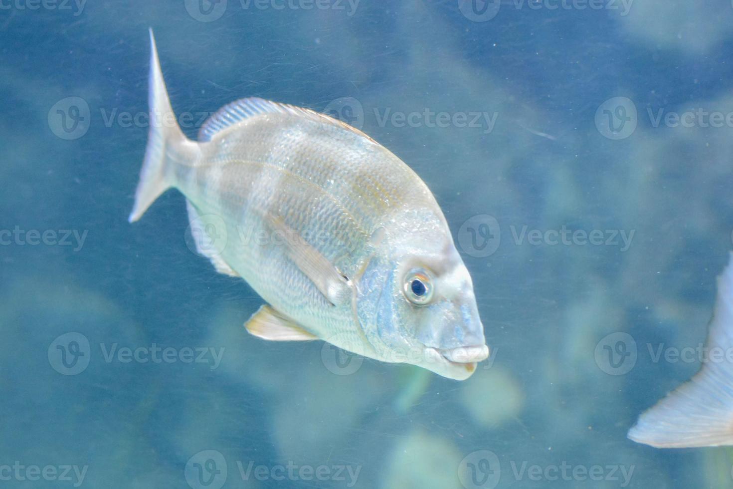 A beautiful underwater view photo