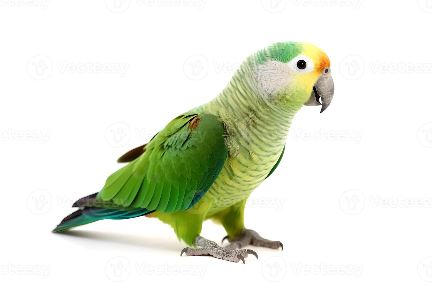 Parrot isolated on white background. photo