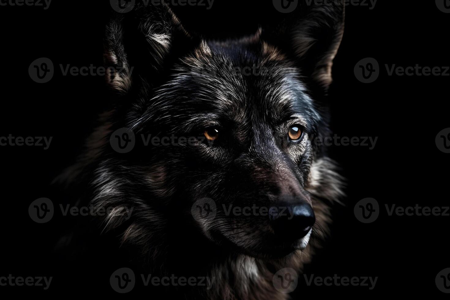 Wolf on dark background. photo