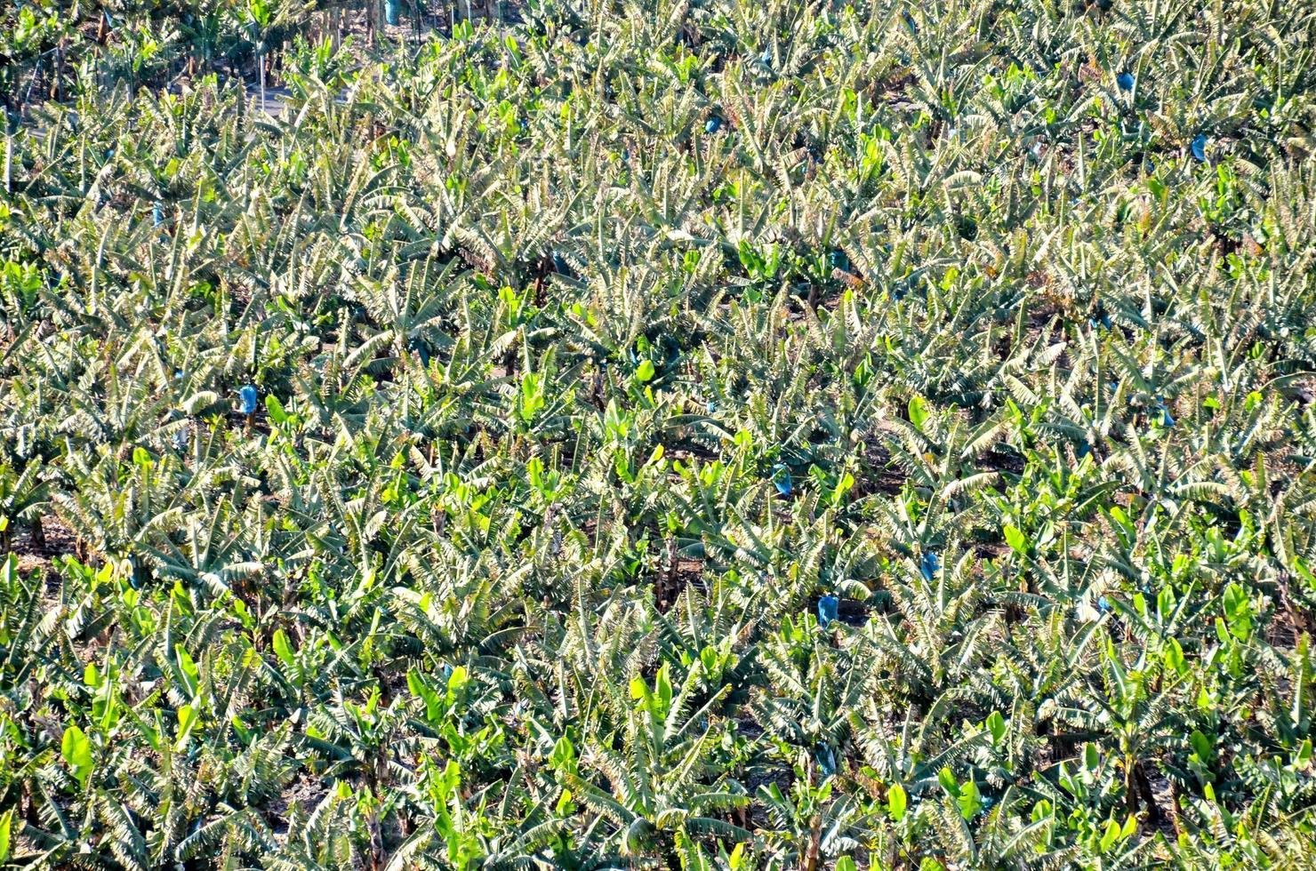 Field of crops photo