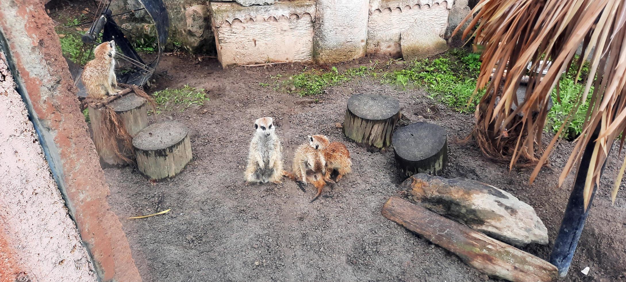 suricata en un zoo jaula foto