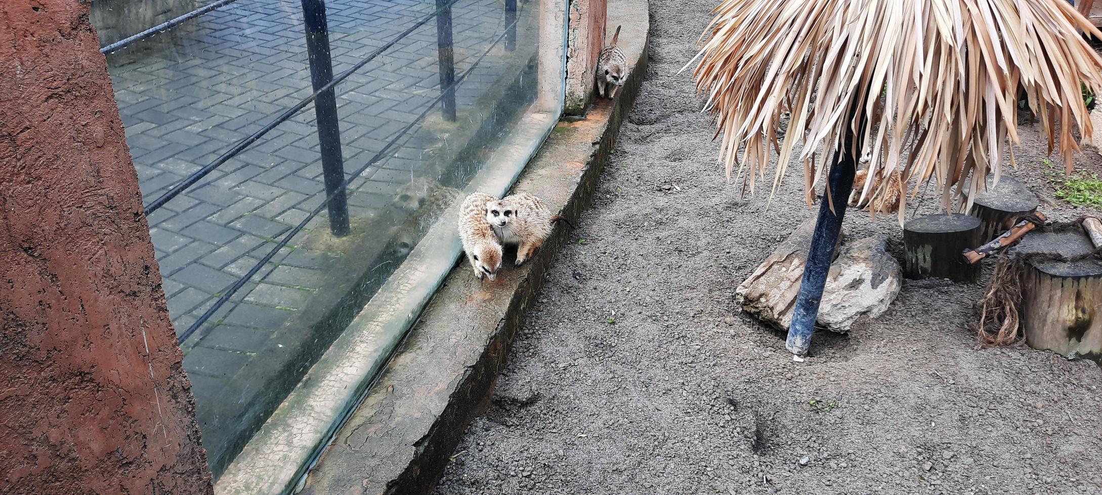 meerkat in a zoo cage photo