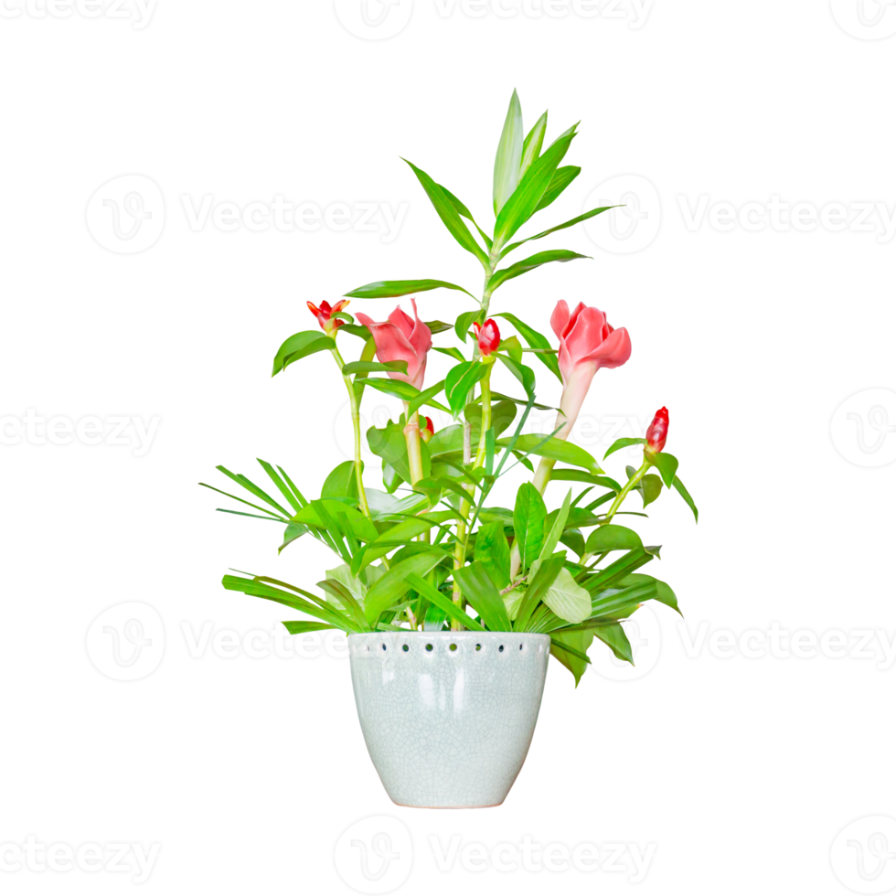 fleur dans un vase png