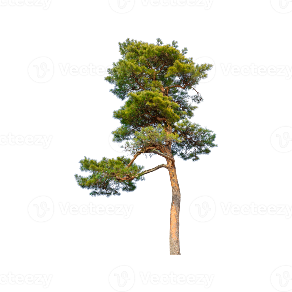 Single Green tree png