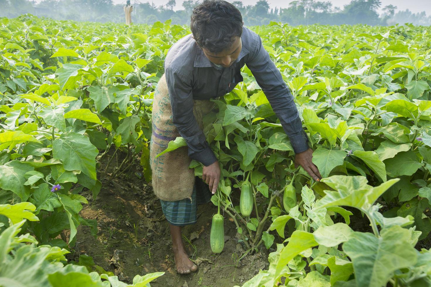 Bangladesh noviembre 25, 2014 agricultores cosecha verde berenjenas en thakurgong, bnagladesh. foto