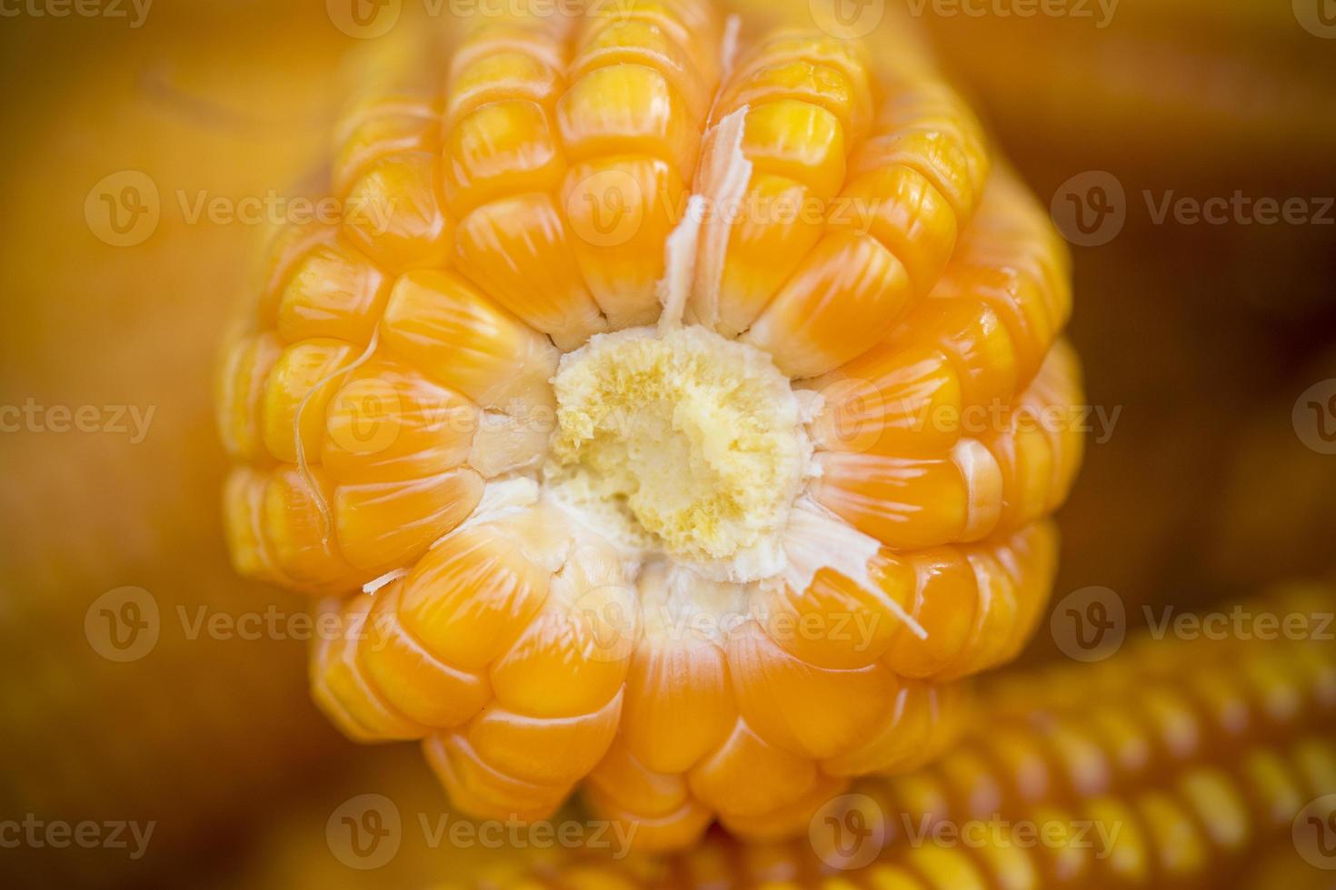 Fresh and golden raw maize crops seed patterns close-up views. photo