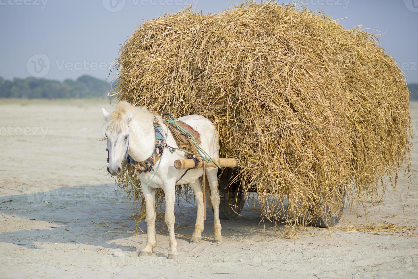 A freight horse car uploading a labor in the village of Kartikpur, Dohar, Bangladesh. photo