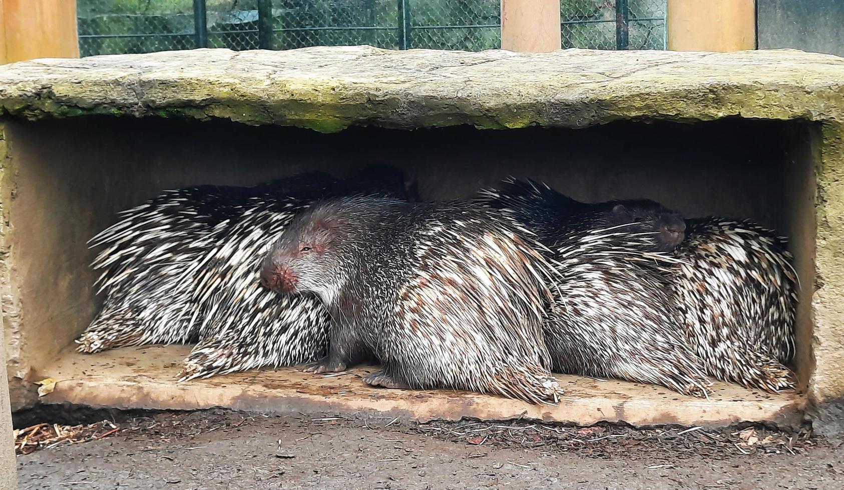 Several porcupine or hedgehogs in a stone box photo