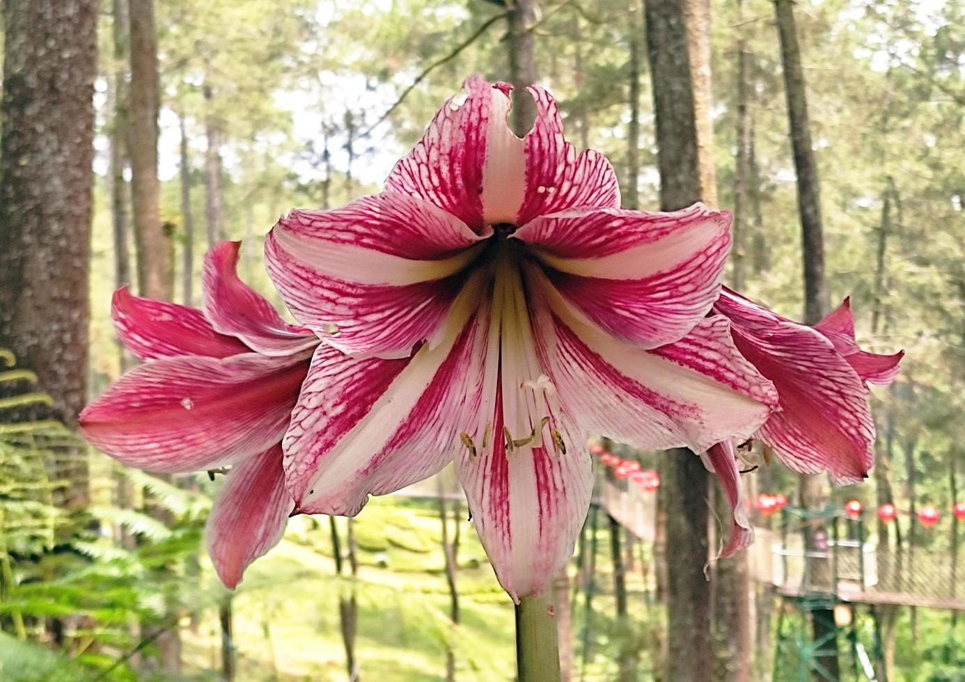 amarylis flor en el bosque foto