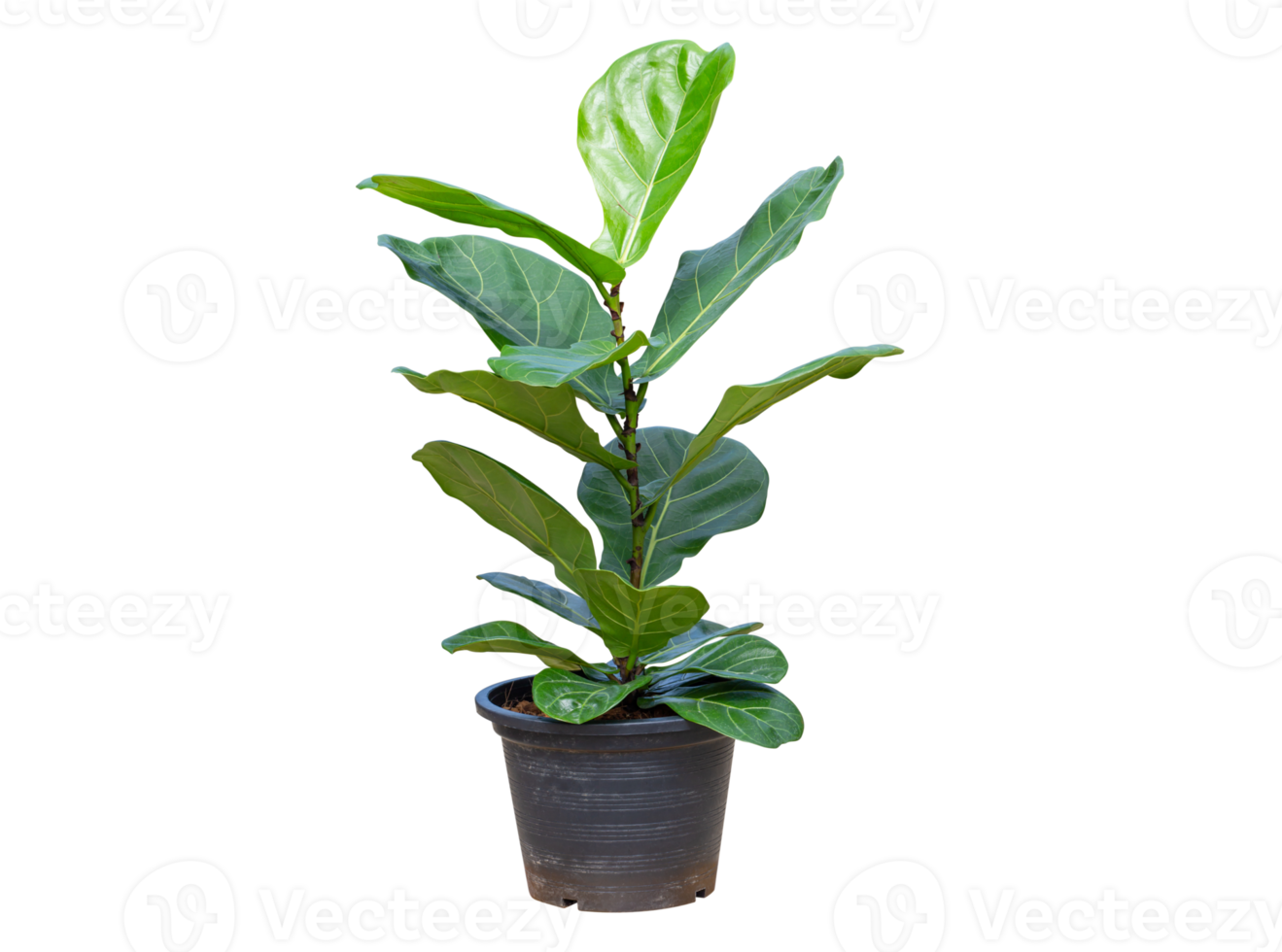 Fiddle Leaf Fig or Ficus lyrata isolated on background, Pot plant png