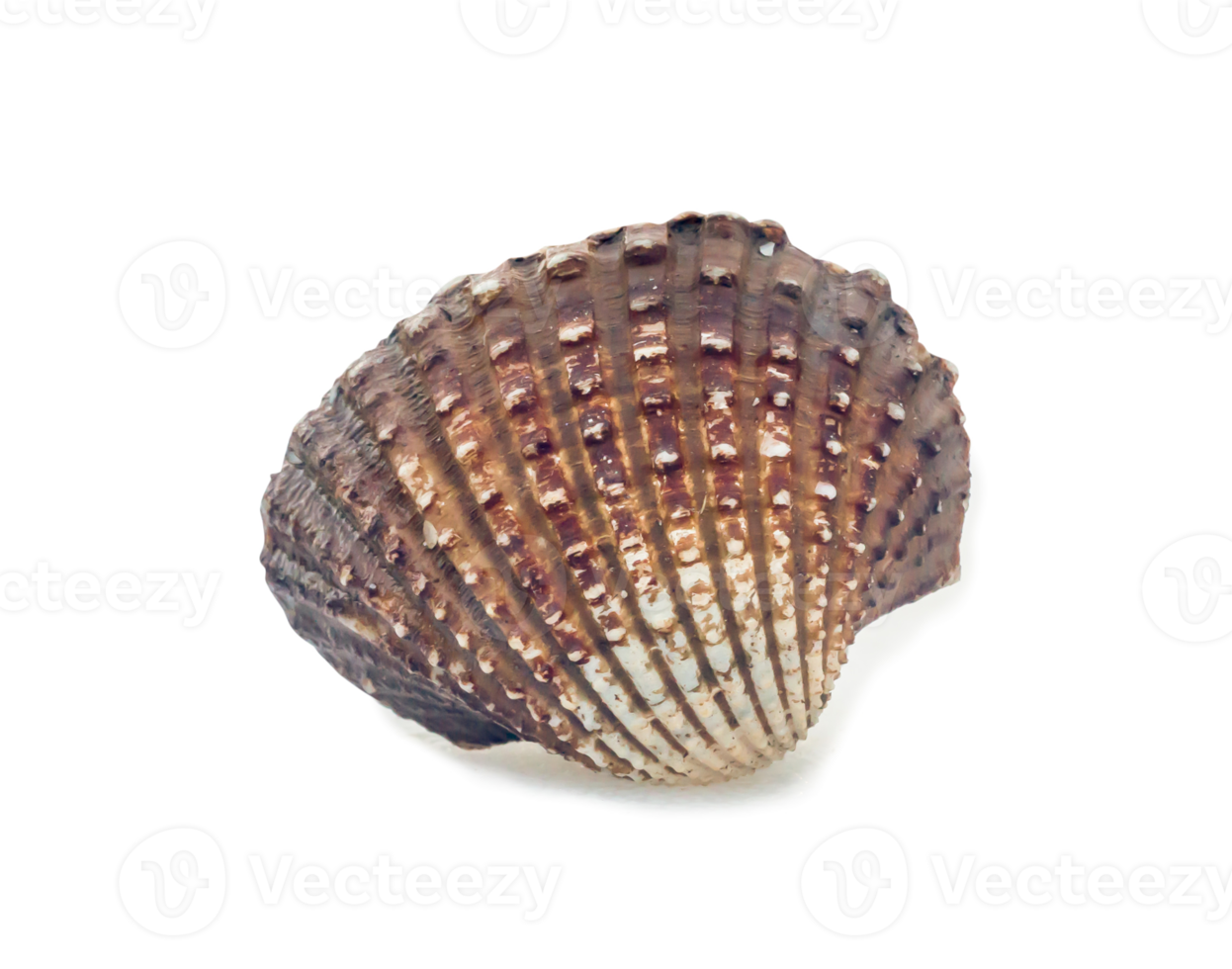 Single fresh cockle isolated with clipping path and shadow in png format