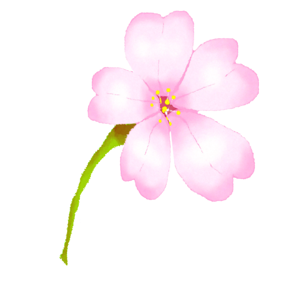 rosado flor sakura png