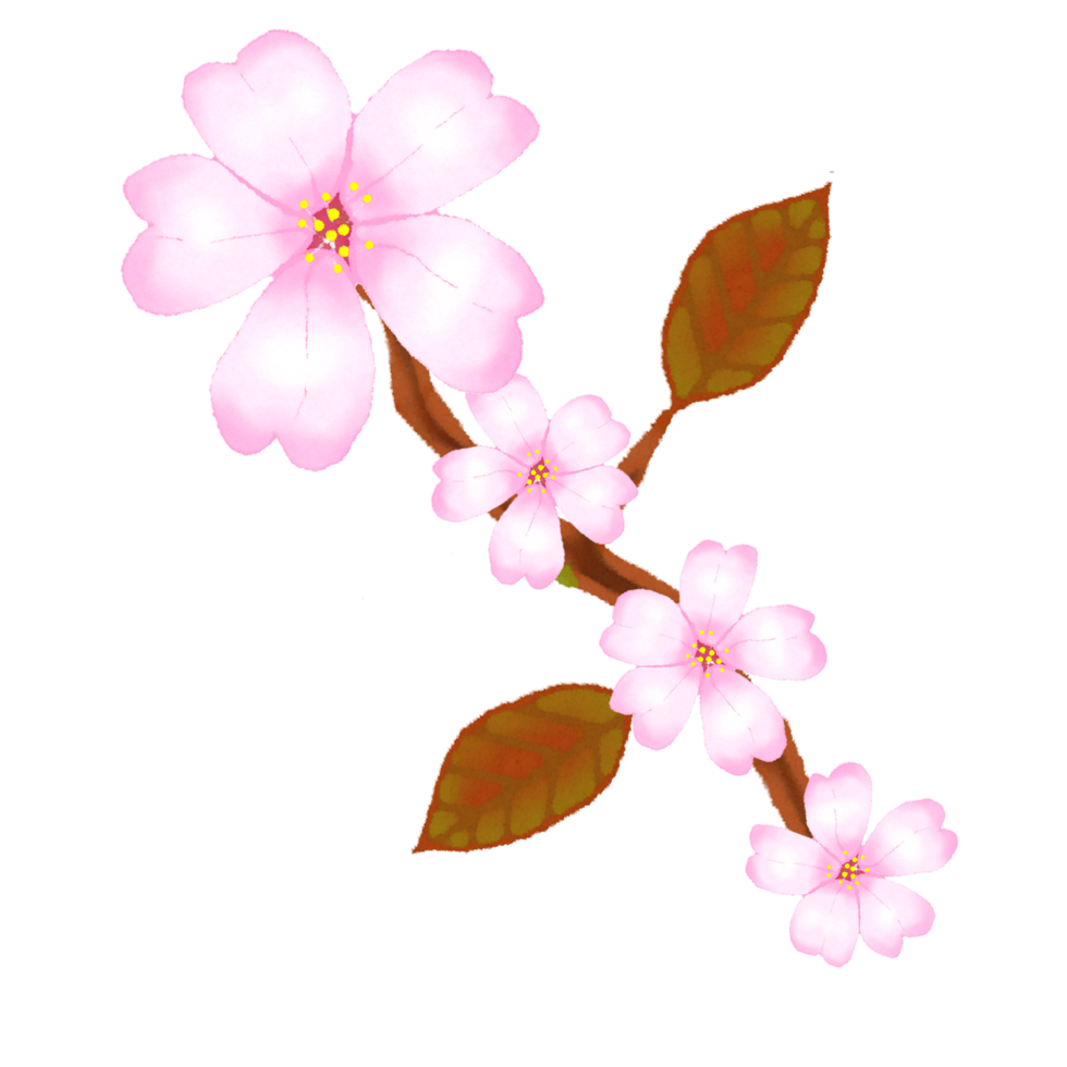 fleur de cerisier sakura png