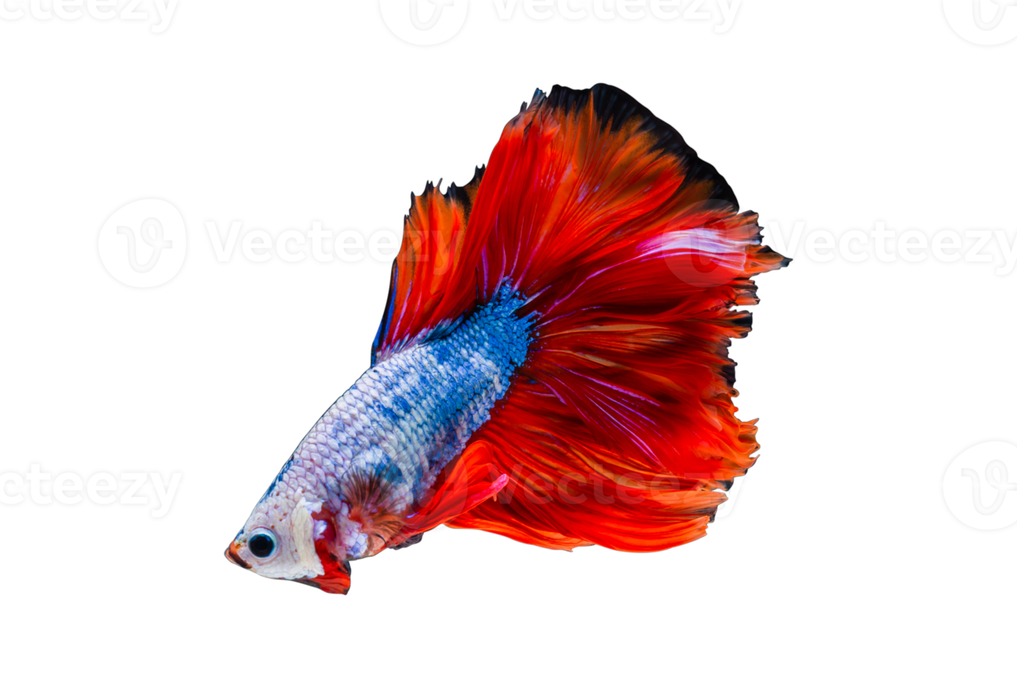 siamese combattente pesce isolato, siam betta pesce, combattente pesce png