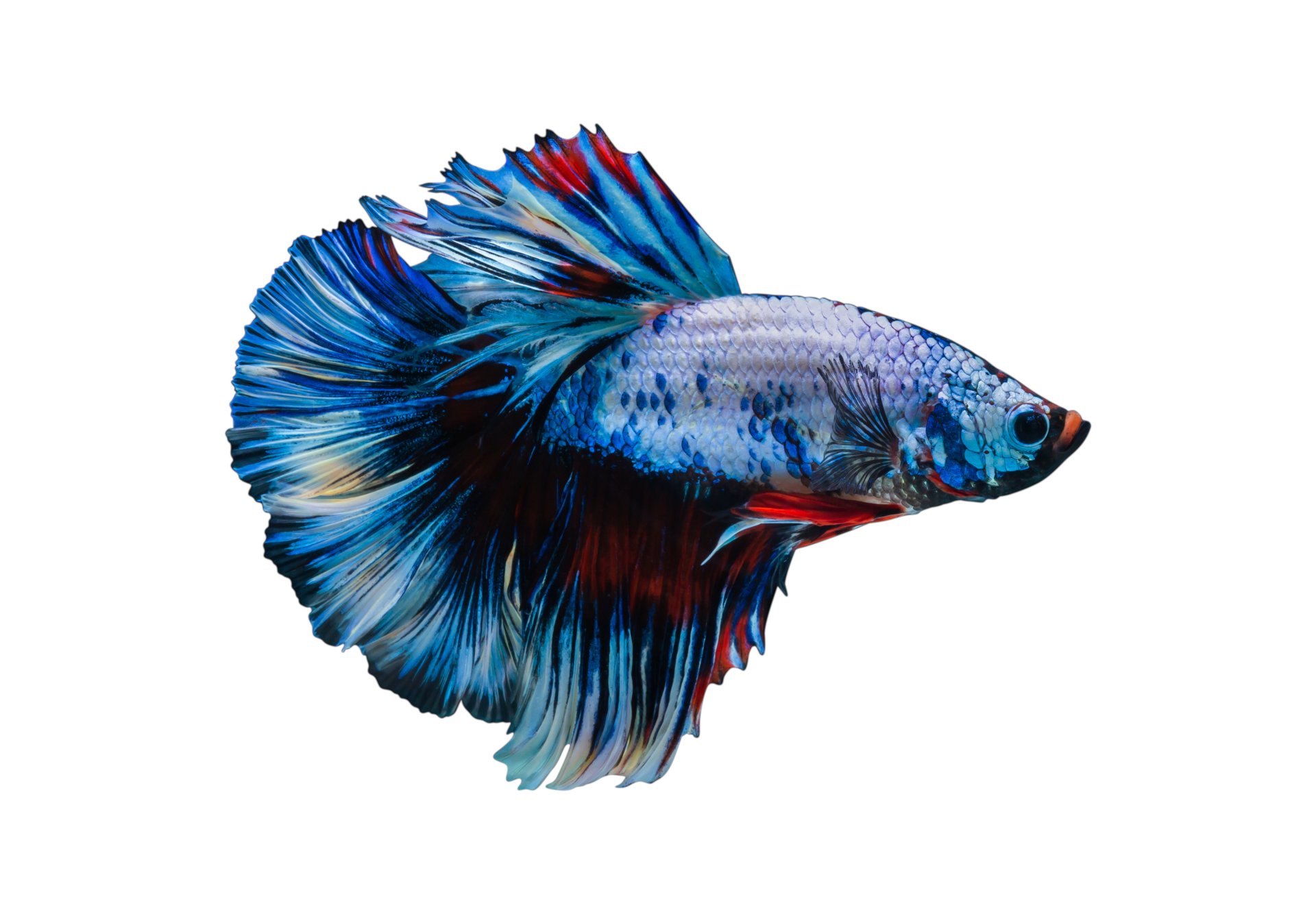 Siamese fighting fish isolated, siam betta fish, Fighting fish 22479165 PNG