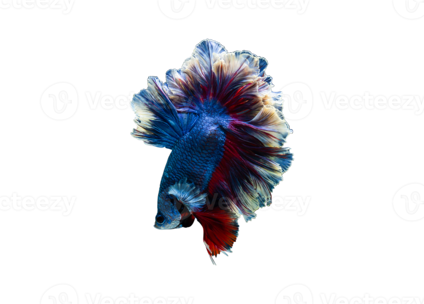 Siamese fighting fish isolated, siam betta fish, Fighting fish png