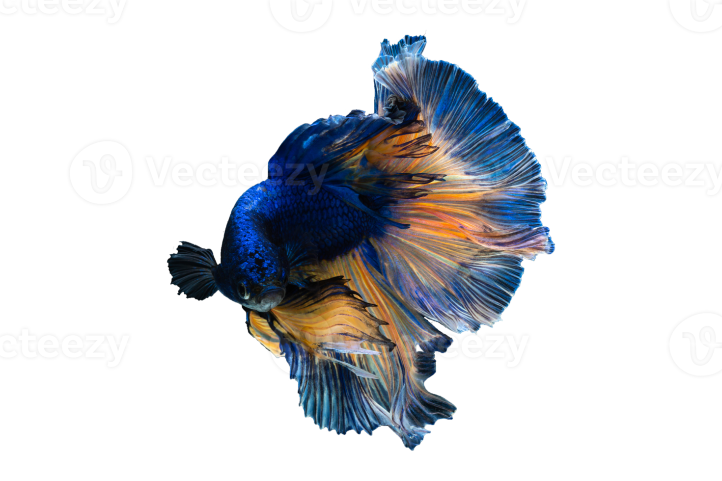 Siamese fighting fish isolated, siam betta fish, Fighting fish png