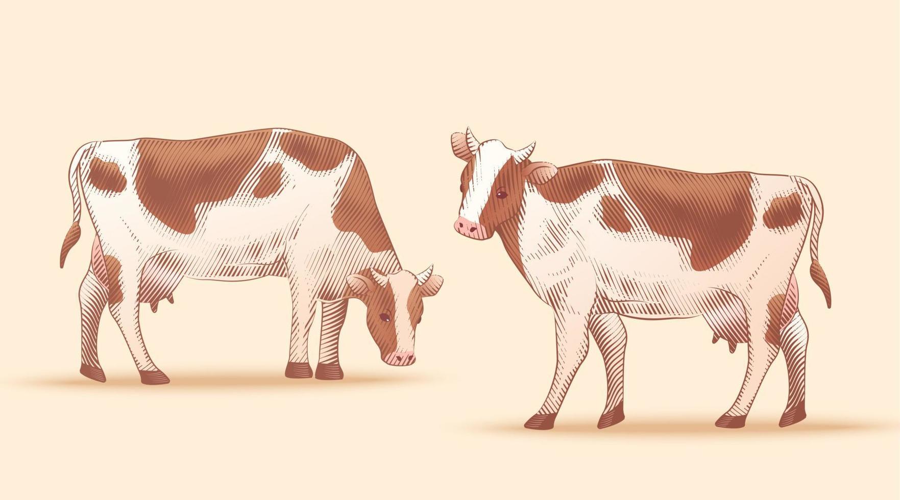 conjunto de grabado vaca ilustraciones vector