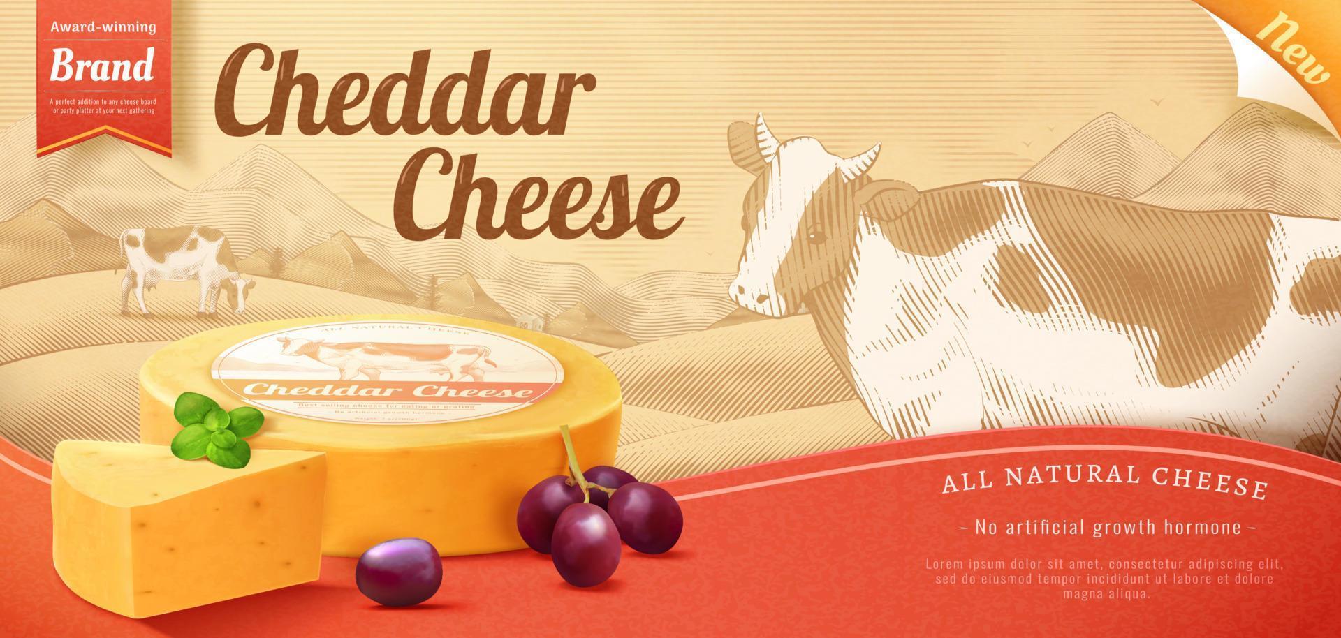 3d illustration of cheddar cheese ad banner. Advertisement of natural cheese wheel served with mint leaves and grapes on a monotone engraving background vector