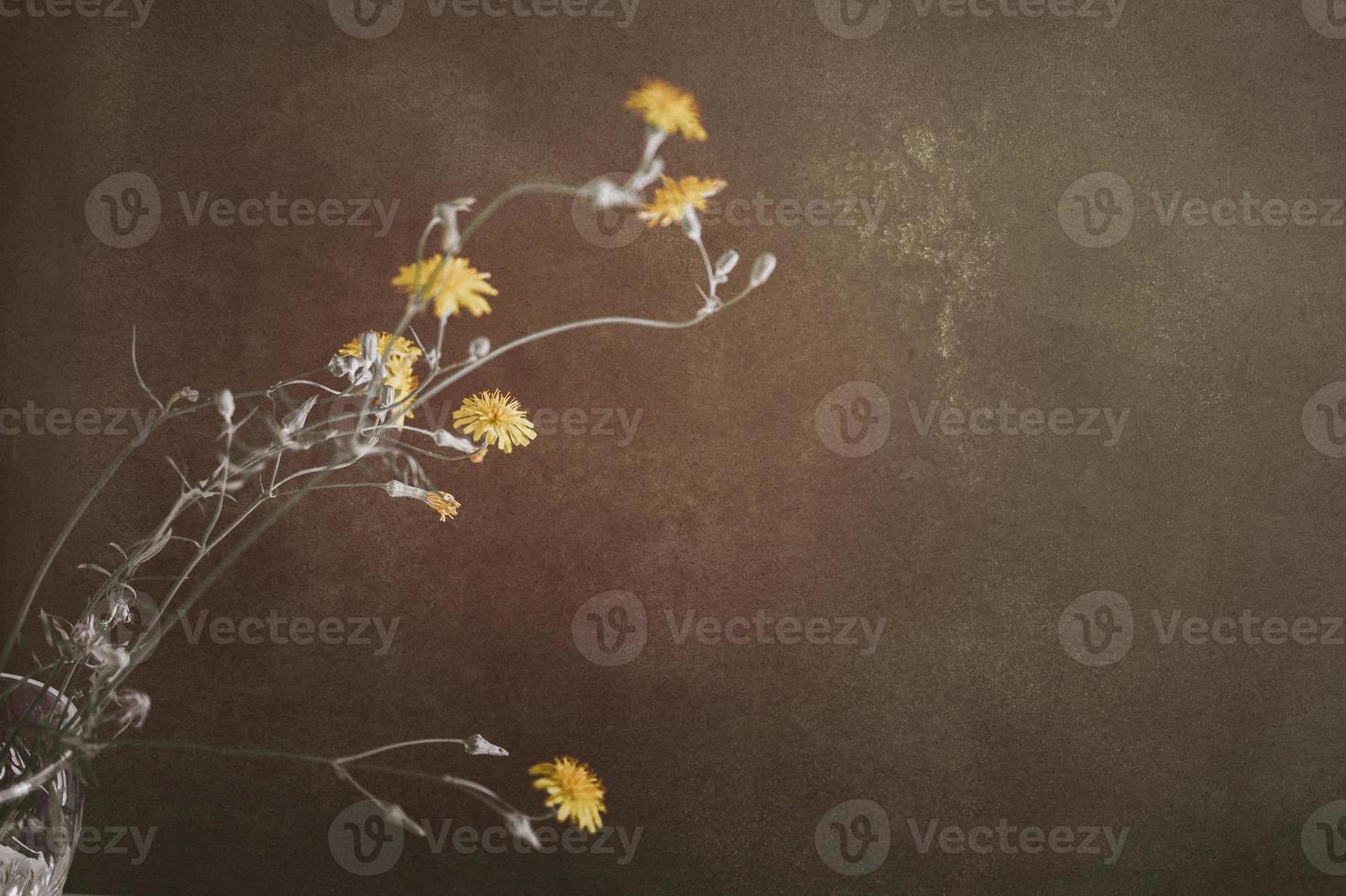 wild yellow flower of a dandelion on an interesting background photo