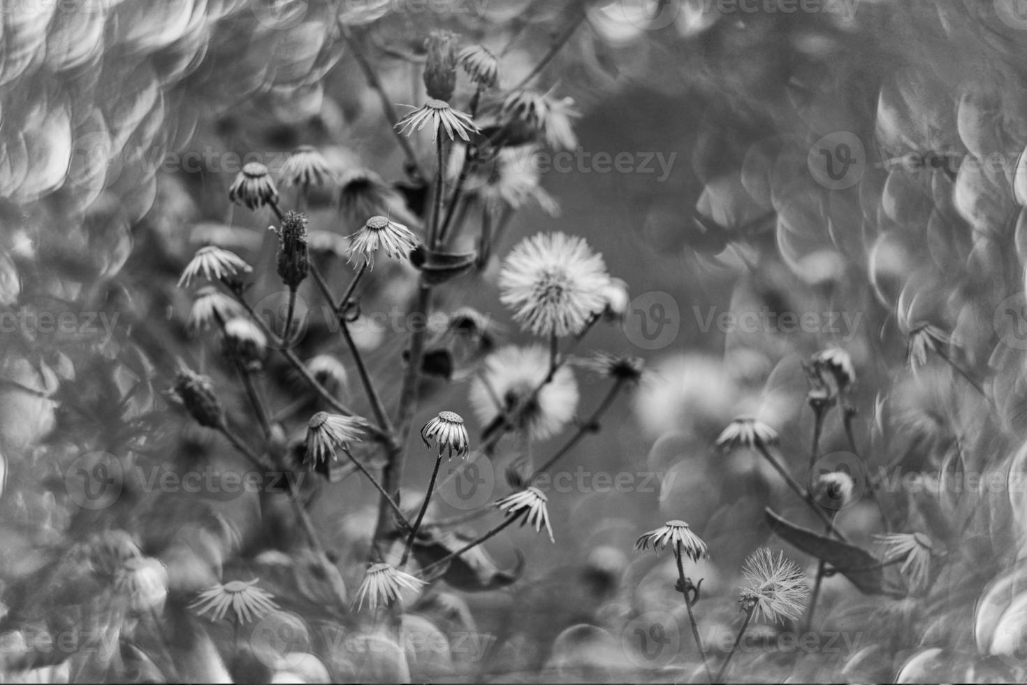 beautiful little delicate autumn flowers in the garden on a background with bokeh photo