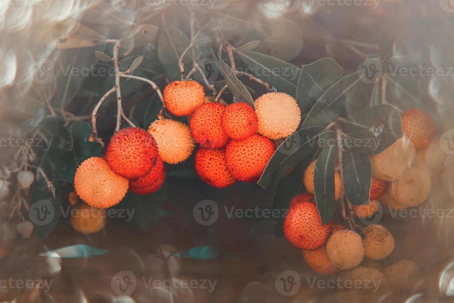 autumn fruit of a decorative tree on a background with bokeh photo