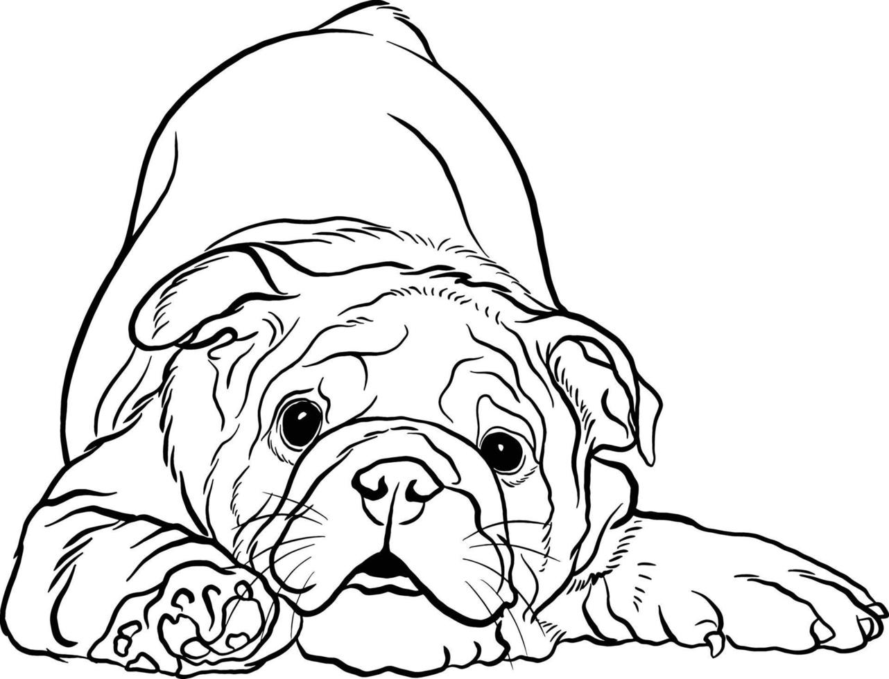 Valley Bulldog breed doodle style black and white vector line illustration