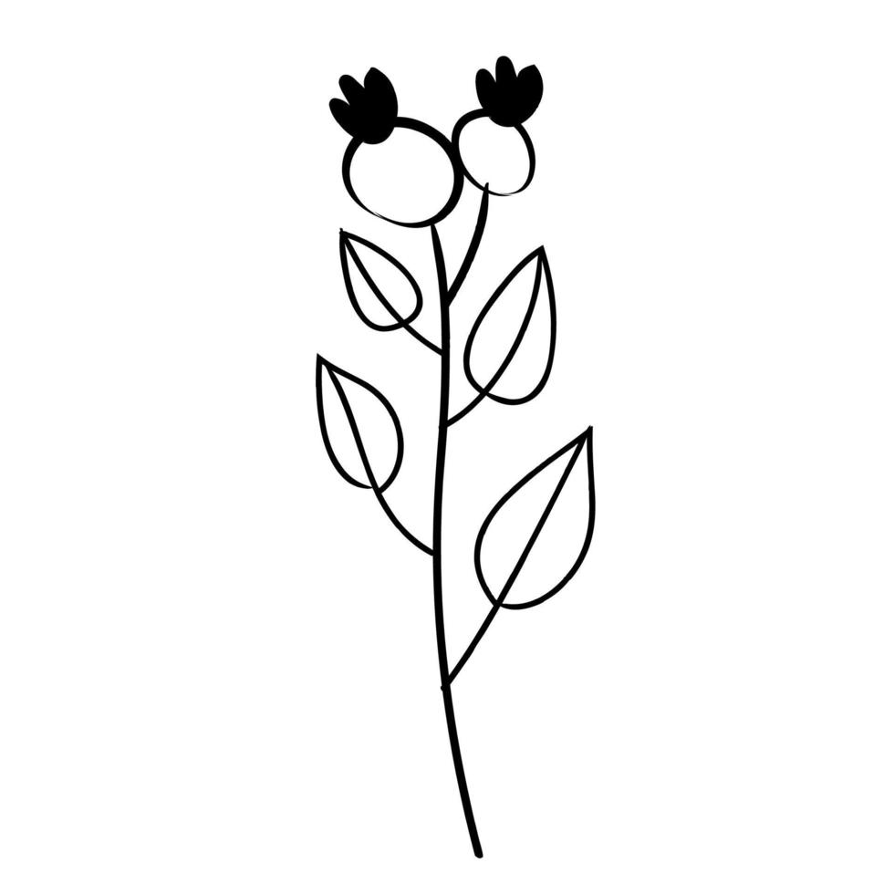 botanical leaf doodle wildflower line art vector
