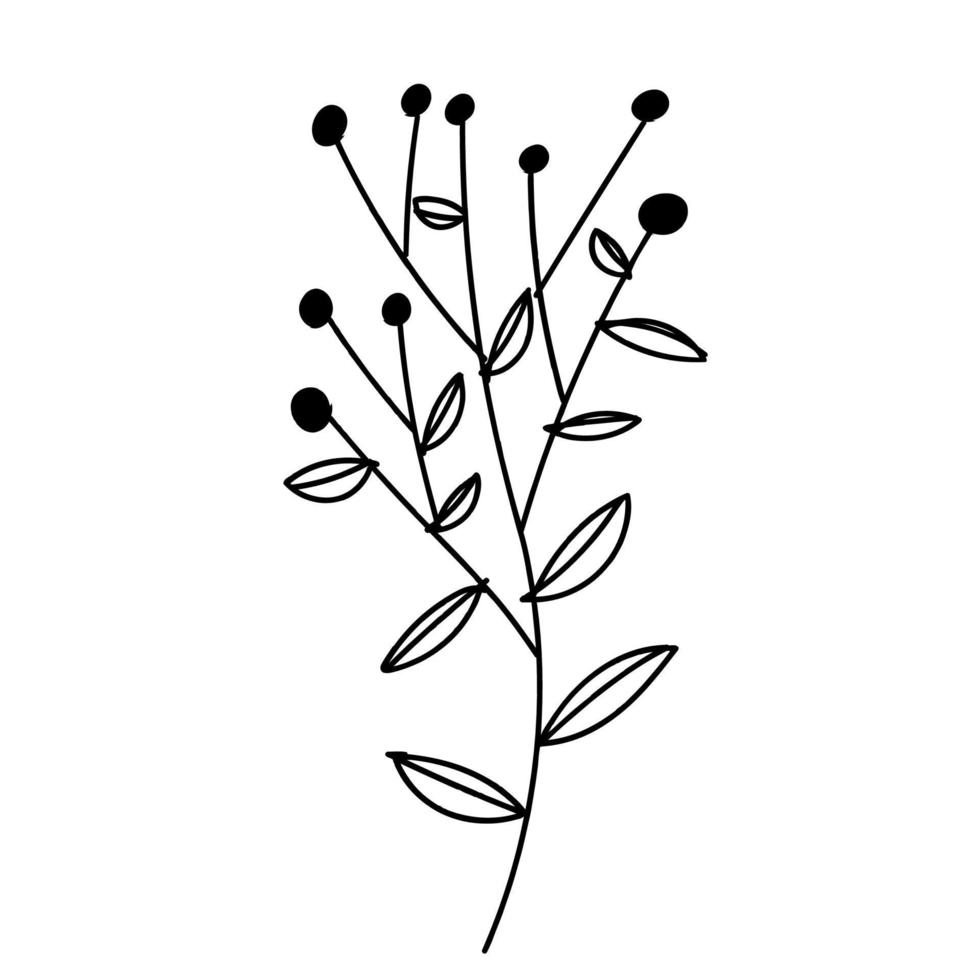 botanical leaf doodle wildflower line art vector