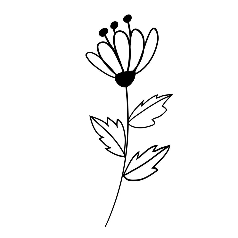 botanical leaf doodle wildflower line art vector