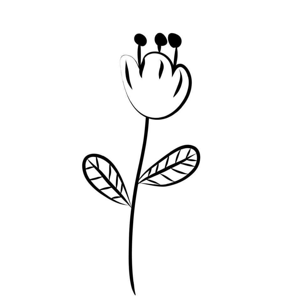 botanical leaf doodle wildflower line art vector