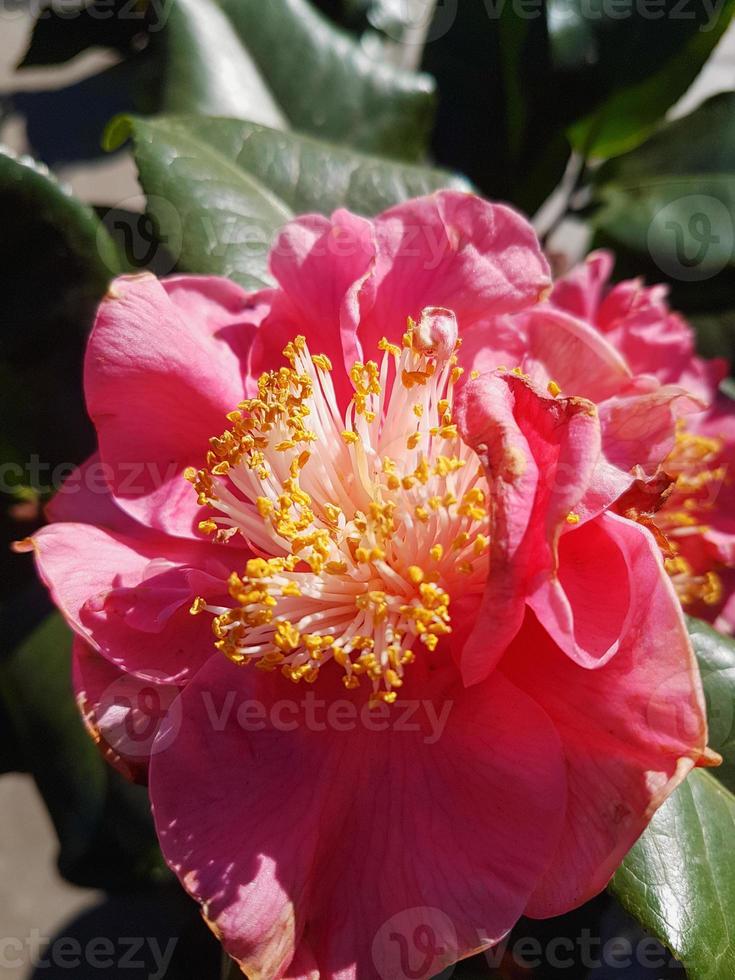 Beautiful camellia flower in a greenhouse photo