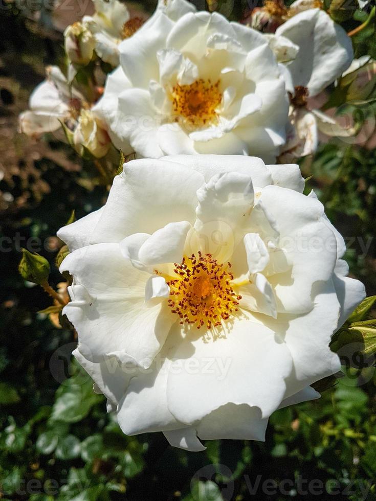 Beautiful rosehip rose flowers photo
