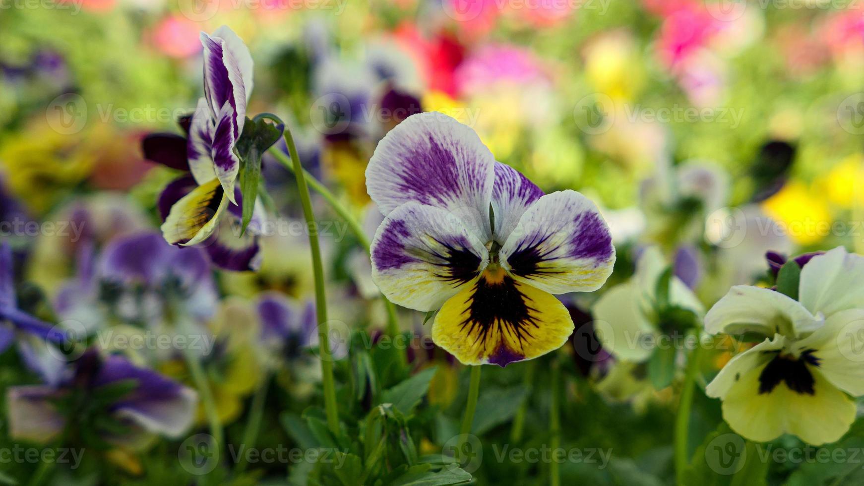 A beautiful pansy flowers outdoors photo