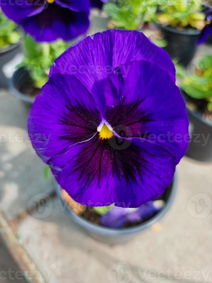 A beautiful pansy flowers outdoors photo