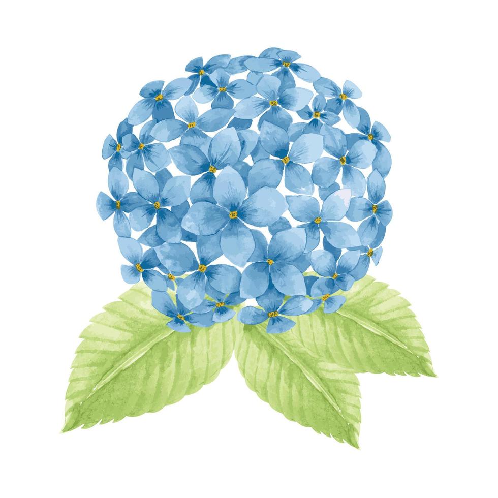 Beautiful blue flowers, eucalyptus hydrangeas, hand drawn watercolor vector illustration for greeting card or invitation design