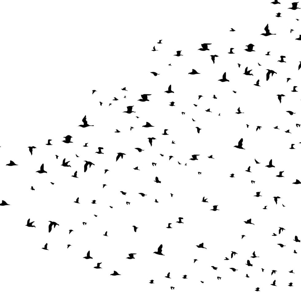 un rebaño de aves es volador vector
